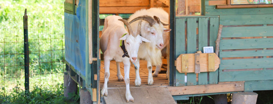 ヤギ飼育プロジェクト